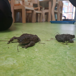 Es hüpft und quakt in der Krippe 