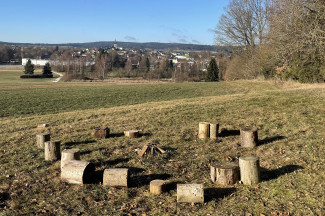 Morgenkreis im Wald